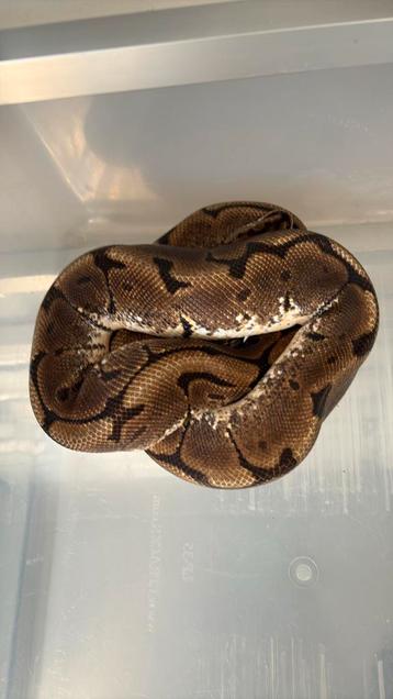 Ball python beschikbaar voor biedingen