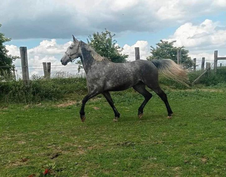 10 jarige Levisto merrie, Dieren en Toebehoren, Paarden, Merrie, Zadelmak