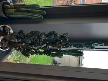 Cactus beschikbaar voor biedingen