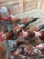 Haantjes leghorn porselein, Dieren en Toebehoren, Mannelijk, Kip