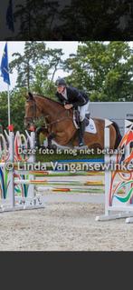 Springpaard  te  koop, Dieren en Toebehoren, Pony's