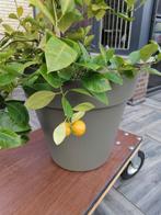 Limoenplanten, Limoenplant, Limoen plant, Tuin en Terras, Planten | Tuinplanten, Ophalen, Volle zon, Vaste plant, Fruitplanten