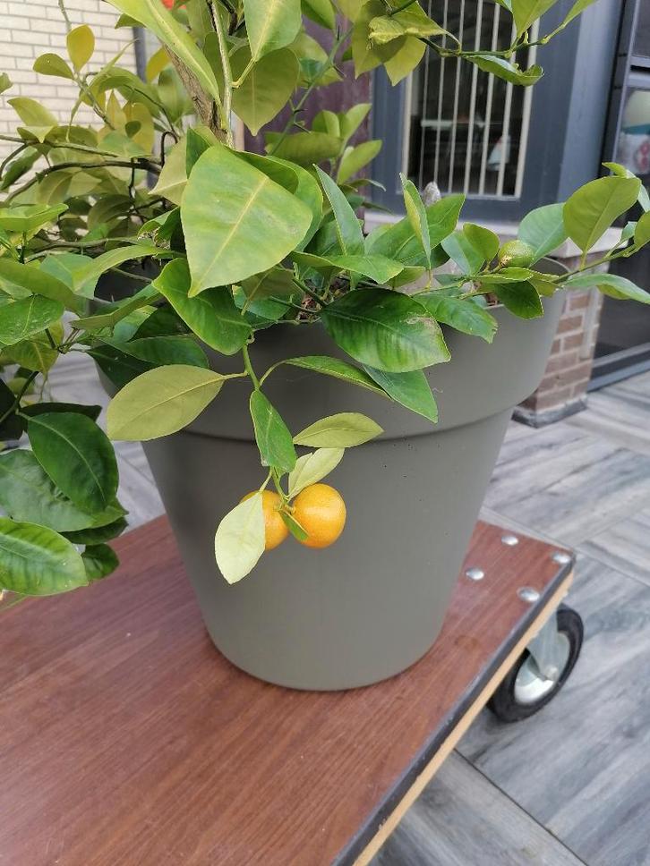 Limoenplanten, Limoenplant, Limoen plant, Tuin en Terras, Planten | Tuinplanten, Vaste plant, Fruitplanten, Volle zon, Lente, Ophalen