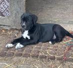 Prachtige cane corso pups, Dieren en Toebehoren, Honden | Bulldogs, Pinschers en Molossers, België, Fokker | Hobbymatig, CDV (hondenziekte)