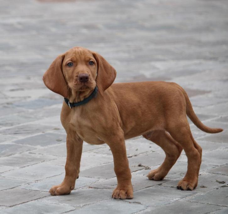 Vizsla pups, Dieren en Toebehoren, Honden | Retrievers, Spaniëls en Waterhonden, Meerdere dieren, Overige rassen, Fokker | Professioneel
