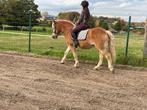 Haflinger ruin, Dieren en Toebehoren, E pony (1.48m - 1.57m), Met stamboom, B, Ruin