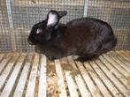 zwarte vlinderkonijn, Dieren en Toebehoren, Konijnen, Vrouwelijk, Middelgroot, 3 tot 5 jaar