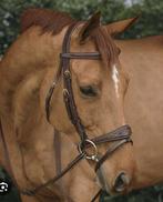 Gezocht! Dyon hoofdstel anatomic flash, Dieren en Toebehoren, Ophalen of Verzenden, Zo goed als nieuw