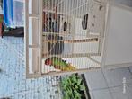 3 vogels met kooi te koop