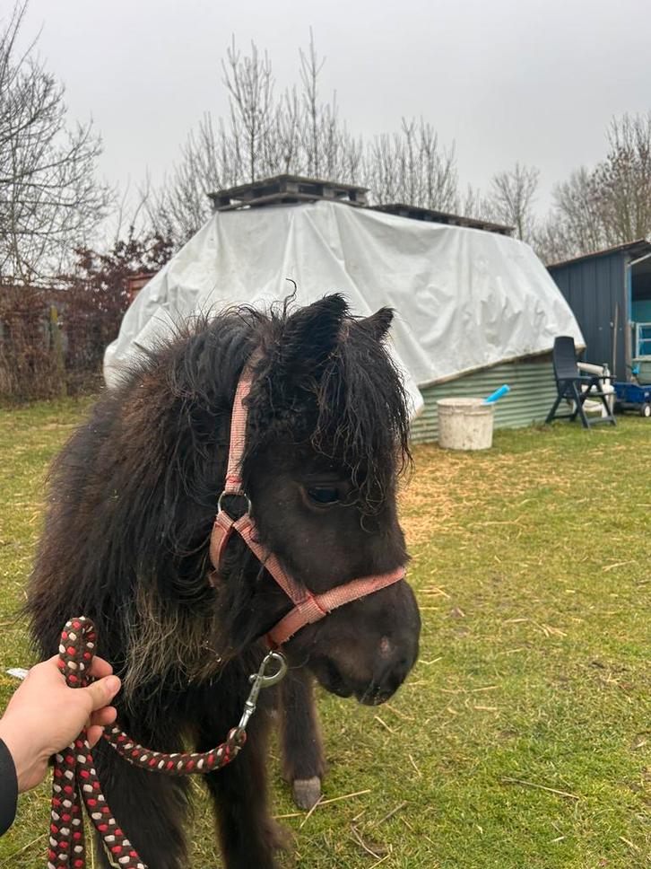 Shetland pony, Dieren en Toebehoren, Paarden en Pony's | Verzorgingsproducten, Zo goed als nieuw, Ophalen