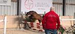 Heel fijn en correct jaarling !, Dieren en Toebehoren, Pony's, Gechipt, Springpony, 0 tot 2 jaar, Hengst