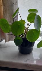 Pilea Peperomioides / pannekoekplantje, Enlèvement