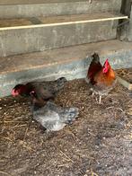 Kippen marans met toe behoren., Dieren en Toebehoren, Meerdere dieren, Kip