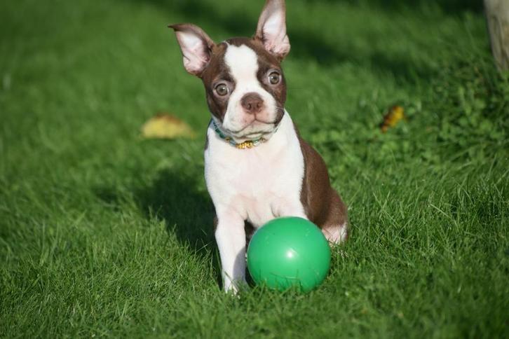 Boston terrier pups uit 9 te kiezen., Dieren en Toebehoren, Honden | Jack Russells en Terriërs, Meerdere dieren, Overige rassen