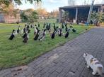 Indische loopeenden(20 weken)