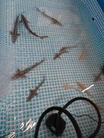 Steuren, Dieren en Toebehoren, Steur