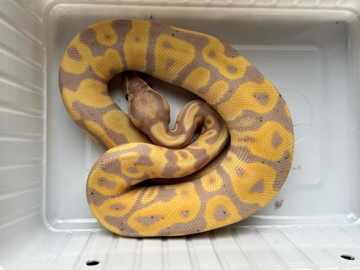 1.0 ball python - banana enchi leopard pos fire, Dieren en Toebehoren, Reptielen en Amfibieën, Slang, 0 tot 2 jaar, Tam