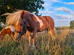 1,5 jarige premie shetland merrie, Dieren en Toebehoren, Paarden, Merrie