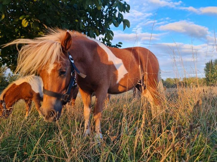 1,5 jarige premie shetland merrie, Dieren en Toebehoren, Paarden, Merrie