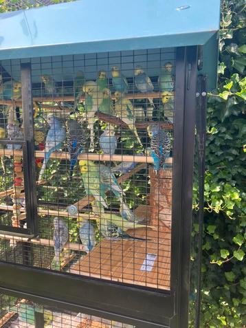 MOOIE KLEUREN REGENBOOG GRASPARKIETEN NU 20 EURO/KOPPEL, Dieren en Toebehoren, Meerdere dieren, Parkiet