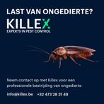 Lutte nuisible professionnelle, Souris ou Rats