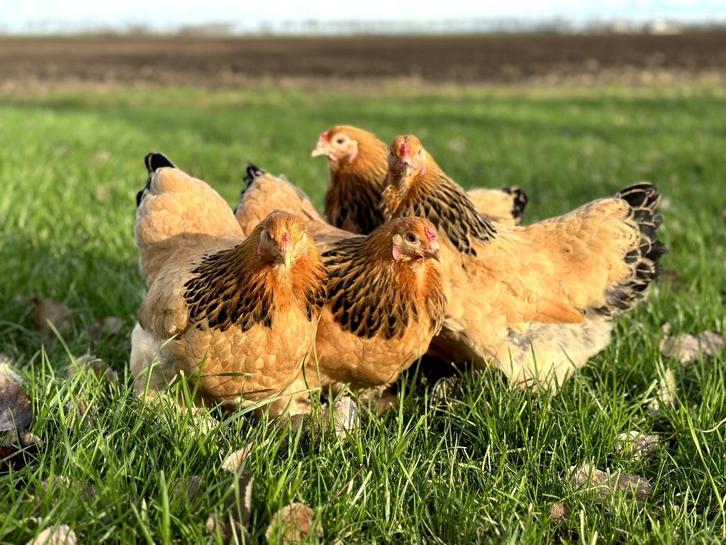 Mooie Brahma kriel kippen hennen gesekst, Dieren en Toebehoren, Pluimvee, Kip, Vrouwelijk