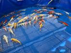 koi’s gevraagd, Dieren en Toebehoren, Karper of Koi
