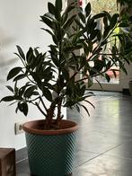 Ficus, binnen plant, met pot, Maison & Meubles, Plantes d'intérieur, Enlèvement ou Envoi