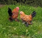 Sabelpootkriel haan/ hanen/ haantje te koop, Dieren en Toebehoren, Pluimvee, Mannelijk, Kip