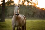 Knappe fjord hengst, Dieren en Toebehoren, Met stamboom, Minder dan 160 cm, 3 tot 6 jaar, Recreatiepaard