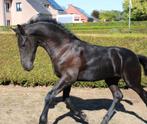 Fries paard henstenveulen, Dieren en Toebehoren, Paarden