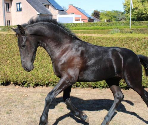 Fries paard henstenveulen, Dieren en Toebehoren, Paarden
