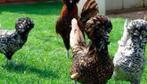 Zondag actie dag ALLE SIERKIPPEN 4+1 GRATIS  0499/082381, Dieren en Toebehoren, Pluimvee, Vrouwelijk, Kip
