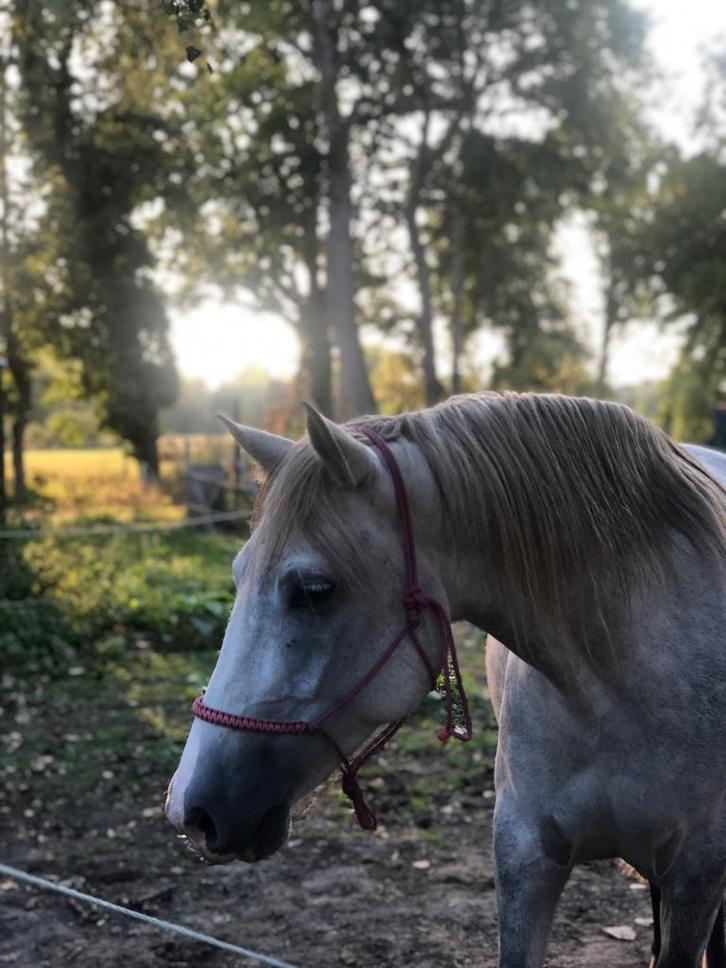 Half pension aangeboden, Dieren en Toebehoren, Paarden