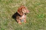 Langharige Teckel pup te koop, Dieren en Toebehoren, 15 weken tot 1 jaar, Reu, Buitenland, CDV (hondenziekte)