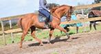 Super super brave, lieve rijpaardruin, Dieren en Toebehoren, B, Gechipt, Ruin, 160 tot 165 cm