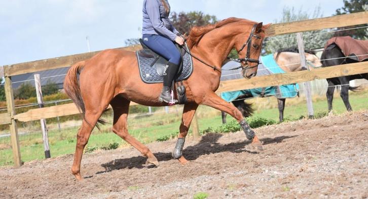 Super super brave, lieve rijpaardruin, Dieren en Toebehoren, Paarden, Ruin, B, 160 tot 165 cm, 11 jaar of ouder, Recreatiepaard
