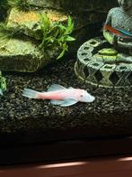 Vissen, Dieren en Toebehoren, Vissen | Aquariumvissen, Vis, Zoetwatervis, Schoolvis