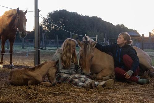 Paardrijlessen,..., Animaux & Accessoires, Chevaux