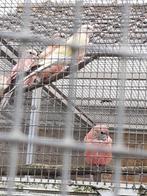 Bourkes, Dieren en Toebehoren, Vogels | Parkieten en Papegaaien, Meerdere dieren, Parkiet
