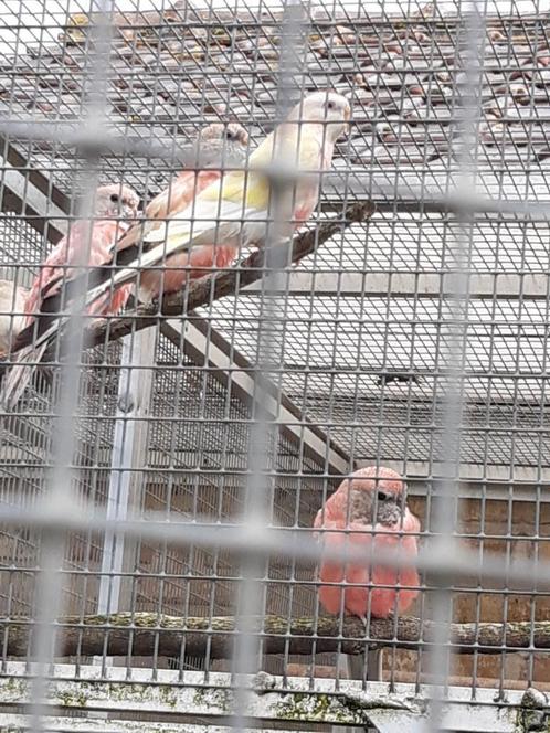 Bourkes, Dieren en Toebehoren, Vogels | Parkieten en Papegaaien, Parkiet, Meerdere dieren