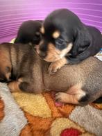 Prachtige dwergteckel pups, Dieren en Toebehoren, Honden | Teckels en Dashonden, België, CDV (hondenziekte), 8 tot 15 weken, Korthaar