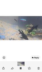 Black mollies babies, Poisson, Poisson d'eau douce, Banc de poissons