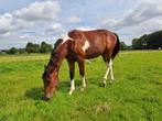 Paard jaarling bont, Dieren en Toebehoren, Paarden, Gechipt, Springpaard, Ruin, 0 tot 2 jaar