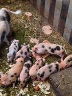 Gottinger mini varkentjes, Dieren en Toebehoren, Meerdere dieren, Varken, 0 tot 2 jaar