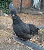 Zijdehoen hen en haan, Dieren en Toebehoren, Vrouwelijk, Kip