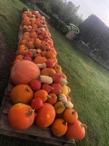 pompoenen beschikbaar voor biedingen
