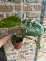 Philodendron white wizard/ white princess, Huis en Inrichting, Kamerplanten, Ophalen of Verzenden