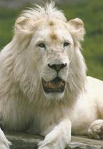 WITTE  LEEUW, Collections, Cartes postales | Animaux, Envoi, Non affranchie, Animal sauvage