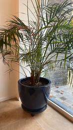 Plante avec grand pot en email bleu, Enlèvement